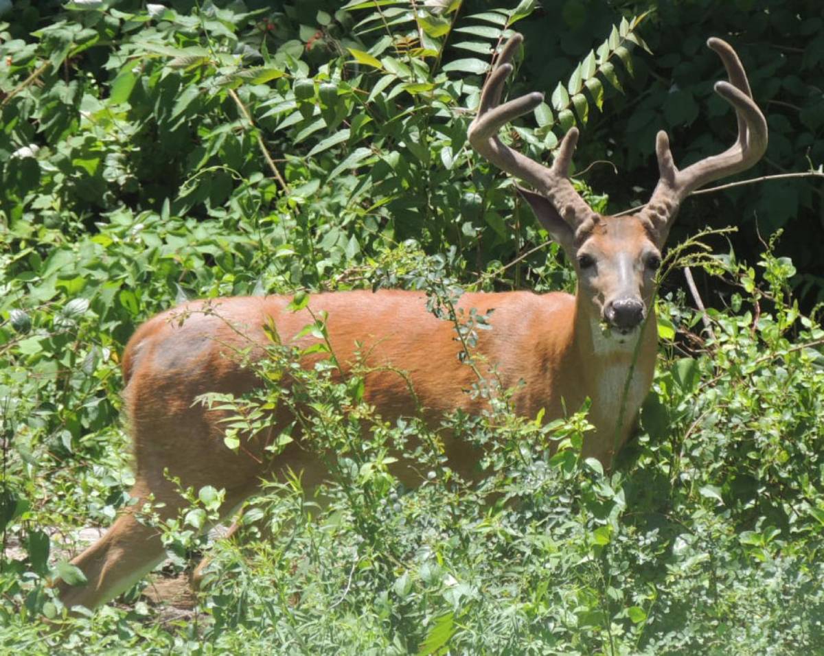 Oh Deer